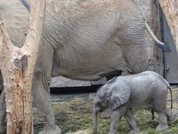 Tiergarten Schönbrunn am 03.10.2025